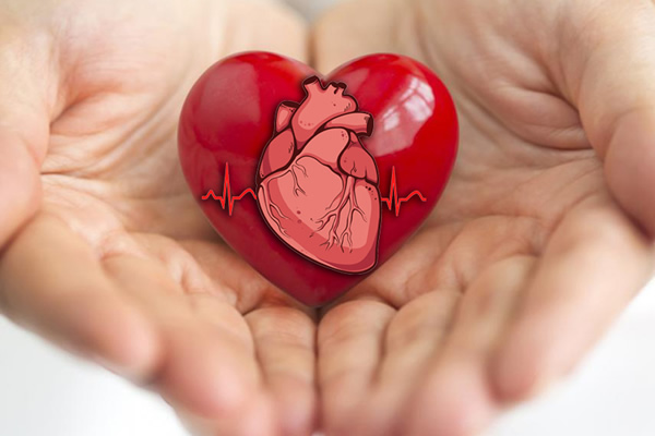 importance of cardiovascular health